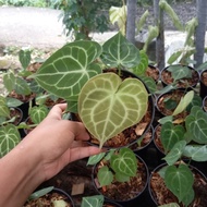 anthurium clarinervium (tarantula)