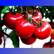 (BBR * Ambizu *) Hybrid Big Bright Red Tomato Seeds F1 frutta, Professional Service Pack, 100 semi/P