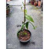 pokok vanilla/pokok vanilla