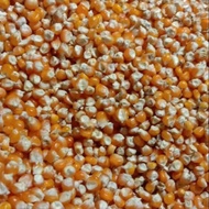 jagung pipil kering 1kg