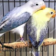 Dijual SEPASANG BURUNG LOVEBIRD BIOLA EWING VIO X BIOLA PB EWING Murah