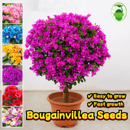 80 Seeds/pack Bonsai Bougainvillea Seeds for Sale 三角梅种子 Assorted Bougainvillea Flower Seeds for Plan