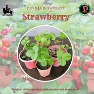 Pelbagai variety pokok strawberry tanah rendah premium / Lowland premium strawberry plant variety