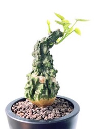 紅葉西番蓮｜Adenia keramanthus ｜———｜塊根植物｜象牙宮｜龜甲龍｜曲刺妖炎｜橄欖｜象足漆樹｜多肉植物｜龍舌蘭｜嚴龍｜