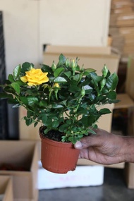 Yellow Rose - Flower Pot - Farm to Home - Cameron Highland Fresh Flowers