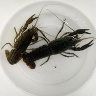 【嘉嘉寵物】🦞藍龍紋/原生龍紋螯蝦 飼料🦞 （觀賞魚蝦  （飼料餌料）