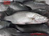 【海鮮7-11】金目鱸魚 8- 9兩  殺清三去   *肉細美味，無細刺，好吃又營養 **每隻130元**