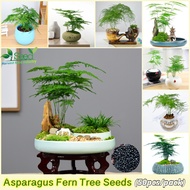 [Fast Germination] Fresh Asparagus Fern Tree Seeds for Planting (50pcs/bag, Suitable for Growing In Malaysia) 文竹 Potted Flower Plants Bonsai Tree Live Plant Seed Air Purifying Indoor Plants Outdoor Real Plant Office Green Plants Flower Seeds for Gardening