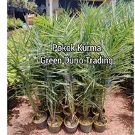 [1 POKOK] ANAK POKOK KURMA KL 1 SIAM