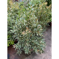 Variegated Eugenia (Creamy-white).1 meter height  Grows up to 20ft. tall. Free fertilizer and soil.