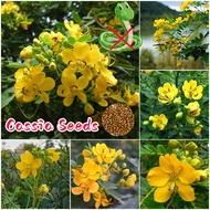 ปลูกง่ายในประเทศไทย เมล็ดสด100% เมล็ดพันธุ์ แคสเซีย บรรจุ 50เมล็ด Cassia Flower Seeds Herbs Seeds for Planting บอนสี เมล็ดดอกไม้ พืชขับไล่งู บอนสีหายาก เมล็ดบอนสี ต้นไม้มงคล ไม้ประดับ พันธุ์ดอกไม้ ไม้ดอก ดอกไม้ปลูก ต้นบอนไซ แต่งบ้านและสวน ปลูกดอกไม้สวยๆ