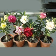 Biji bibit benih ADENIUM MIX