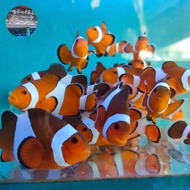 ikan hias laut nemo/ikan badut/clownfish