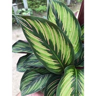 Seeds 【COD】10pcs Rare Calathea Seeds Air Freshening Plants Seeds #SW11 Chives