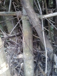 bambu petuk patil lele