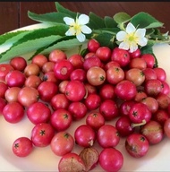 buah kersen talok berry segar
