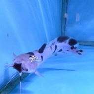 IKAN HIAS LELE BELANG LELE ALBINO BULE CATFISH