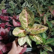 PROMO AGLONEMA !!! Aglaonema Widuri orange terbatas