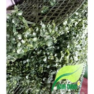Synthetic dollar leaves - synthetic dollar vine 40x60cm - plastic dollar plant