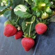 BIBIT TANAMAN STRAWBERRY AUSTRALIA MANIS BIBIT BUAH STRAWBERRY BIBIT BENIH TANAMAN STRAWBERRY
