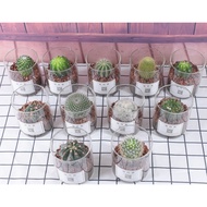 Wholesale Cactus Pot Succulent Plant Cactus Small Pot Plant Indoor Flowering Radiation-Proof Green Plant Jade Dew