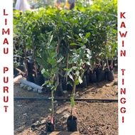 Pokok limau purut pokok tinggi hybrid ( kawin ) / pokok limau purut daun besar thai murah