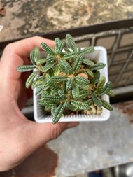 實生泡泡葉巨琉桑5cm