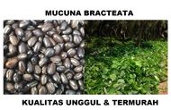 Benih Mucuna bracteata (Mb) Lokal 500 gr biji kualitas unggul