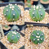 Astrophytum nudum 3.5cm/5cm pot 0088