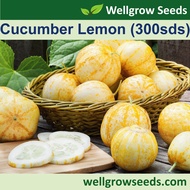 Cucumber Lemon (300sds) 柠檬黄瓜 Timun Vegetable Seeds Wellgrow Seeds
