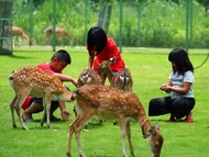 Vé Khu Bảo Tồn Hươu Sao ở Gia Nghĩa (Chiayi)