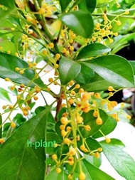 bibit pohon culan-pacar cina-kemuning cina