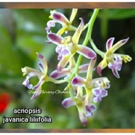 acriopsis javanicum anggrek bawang rumpun besar sudah di papan pakis