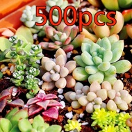 500pcs Real Mini Cactus Rare Succulent Seeds Perennial Herb Plants Bonsai Pot Flower Seeds Indoor P