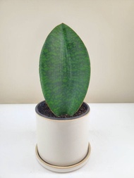 Whale Fin Snake Plant ( small ) with FREE plastic pot, pebbles and garden soil (Rare Plant, Live Pla