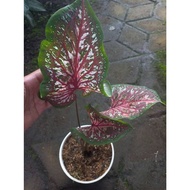 Sindo - Exquisite Caladium Collection  Unleash Nature's Artistry