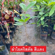 ต้นลำไยคริสตัล ลำไยคริสตัล สีเเดง (Dimocarpus Longan) ไม้ผล หายาก (รับประกัน ส่งใหม่ฟรี หากสินค้าเเส