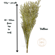 120G CASPIA DRIED FLOWER / REAL PRESERVED DANCING FLOWER / BOUQUET FLOWER / BUNGA HIASAN /