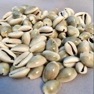 Mainan Biji Congklak Kerang Asli Ukuran Sedang 100 gram