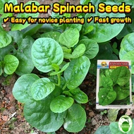 150 Seeds/pack High Yield Large Leaf Malabar Spinach Seeds for Sale Bernih Malabar Spinach Vegetable