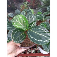 ☞Available live plants for sale (Calathea Jungle Rose)