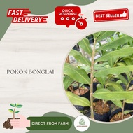 Aryen Nursery || Pokok Bonglai / Oroxylum Indicum