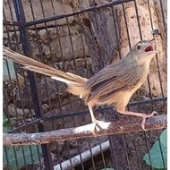 Ready Stock Burung Ciblek Gunung Jantan Rawatan