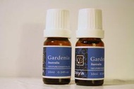 《Doya朵漾香氛館》Wintergreen 冬青(白珠樹)純精油10ml