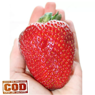 STRAWBERRY JUMBO - 10Biji / Benih / bibit STRAWBERRY JUMBO / STRAWBERRY GIANT / STROBERY BESAR / TOK