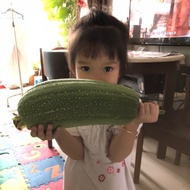 136.Loofah Seeds 10pcs Free Normal Mail in SG