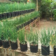 Cod Available Polybag 40 X40 Plant Polybag Contents 20 .....