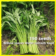 Kangkong Water Spinach Seeds - ไผ่มรกต เมล็ดพันธุ์ งอกง่าย 150เมล็ด/ซอง Water Spinach Plants Seeds Vegetable Seeds ผักบุ้งจีน เรียวไผ่ เมล็ดพันธุ์ผัก เมล็ดผัก ผักสวนครัว เมล็ดพันธุ์ผักบุ้งจีน ไผ่เรียกทรัพย์ ต้นไม้มงคล บอนสีราคาถูกๆ ต้นไม้ฟอกอากาศ ครัว