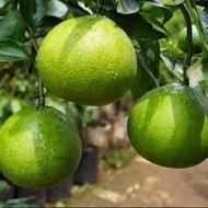 Bibit Jeruk Sunkist Unggul – Siap Tanam Cepat Berbuah Rasa Manis Segar