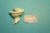 superlin30 a157-0301 瑪娃花仙螺 (35*32*21 mm)